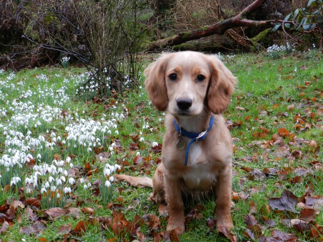 Drifts of snowdrops at luxury self-catering cottages in Galloway and a golden cocker spaniel