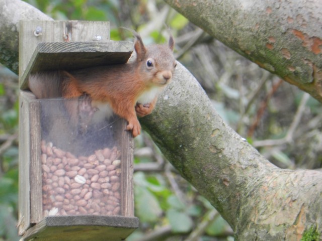 Red squirrels at Corsewall Estate Holiday Cottages