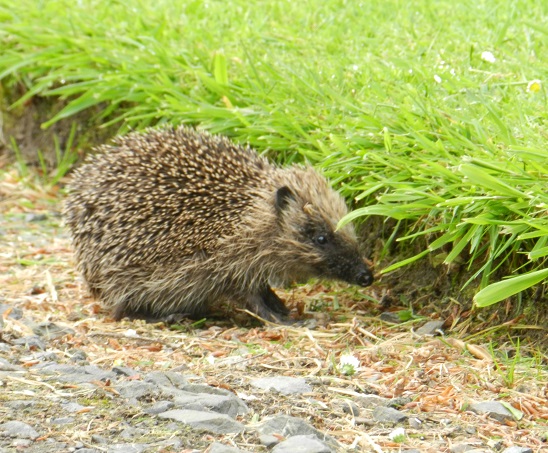Hedgehogs at Corsewall Estate luxury holiday cottages