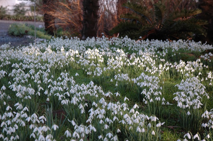 Drifts of snowdrops