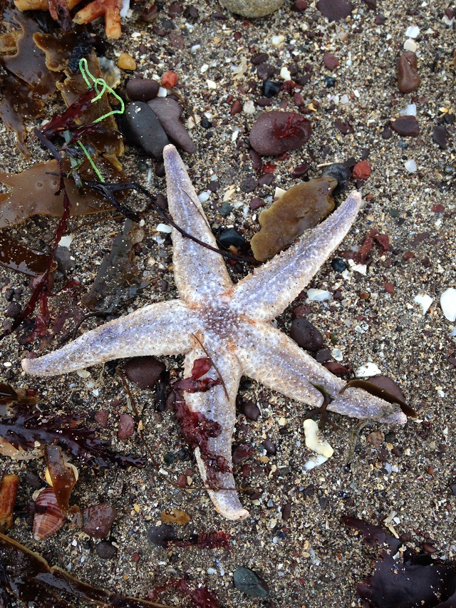 Starfish on Lady Bay