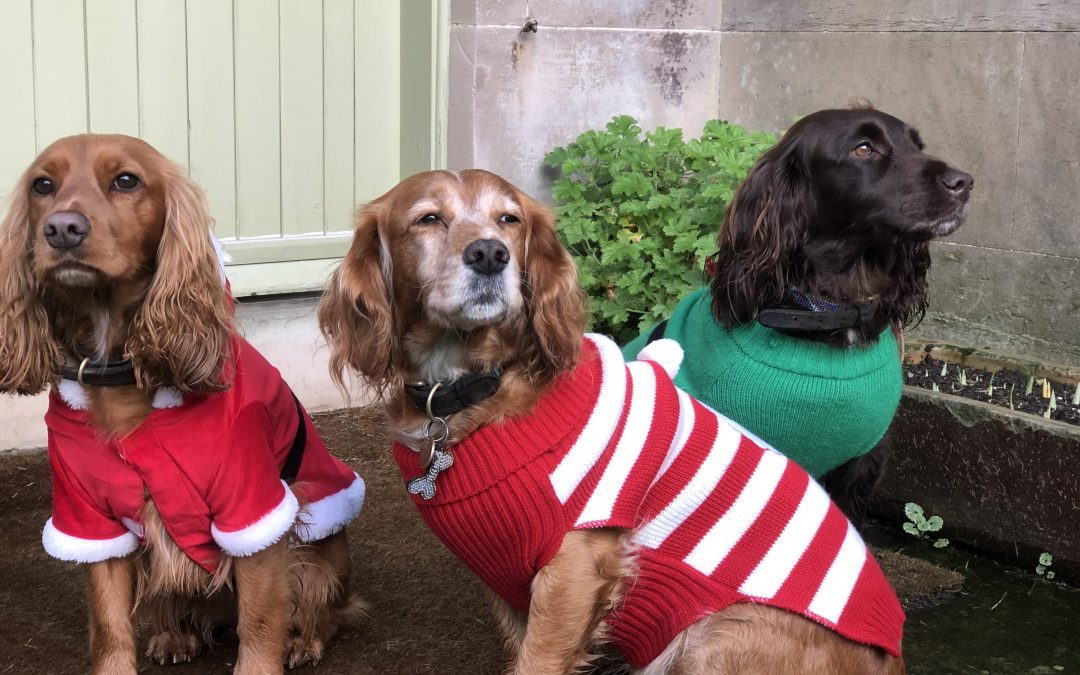 Three cocker spaniels dressed up in Christmas jumpers