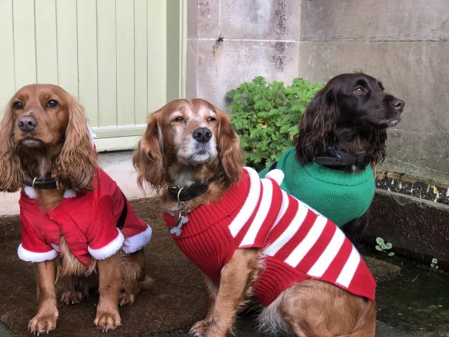 Three cocker spaniels dressed up in Christmas jumpers